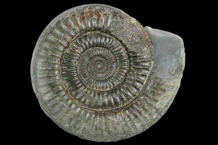 Ammonite (Dactylioceras) Fossil - England #127499